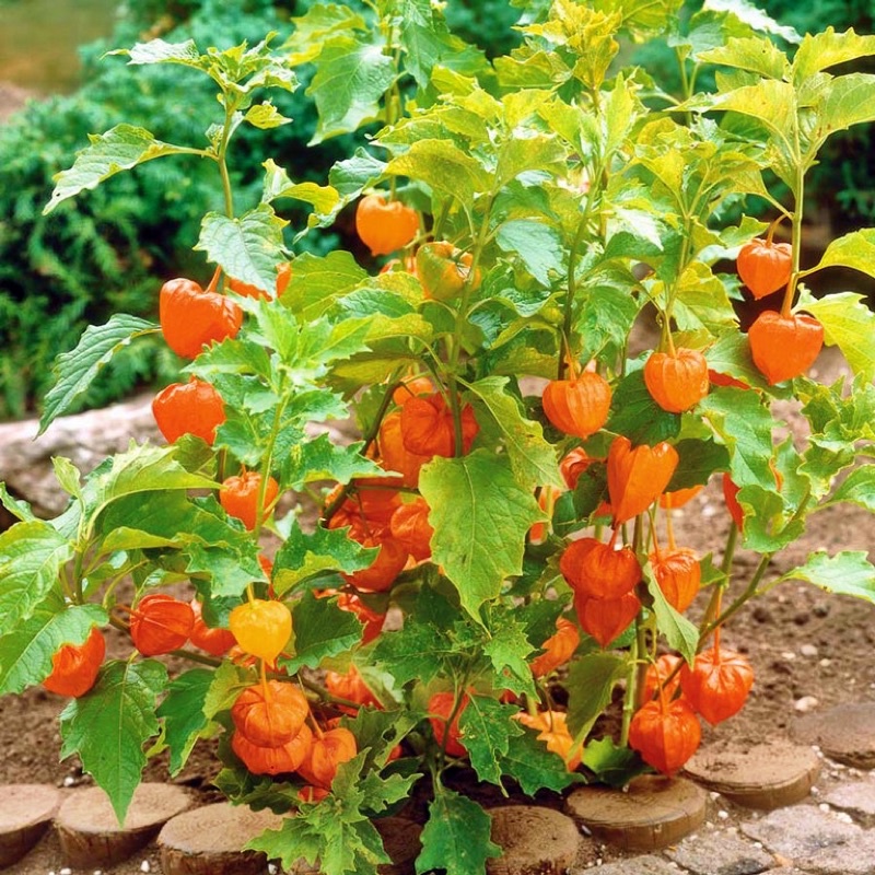 Benih Bibit Biji - Buah CIPLUKAN Golden Berries (untuk Diabetes, Epilepsi, Rematik)