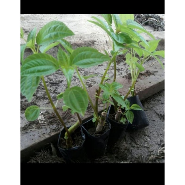 Bibit pohpohan lalapan segar