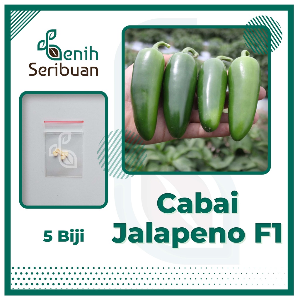 5 Biji - Benih Cabe Jalapeno Fanatic F1 Hibrida Bibit Cabai Jalapeno Known You Seed Tanaman Sayur Sa