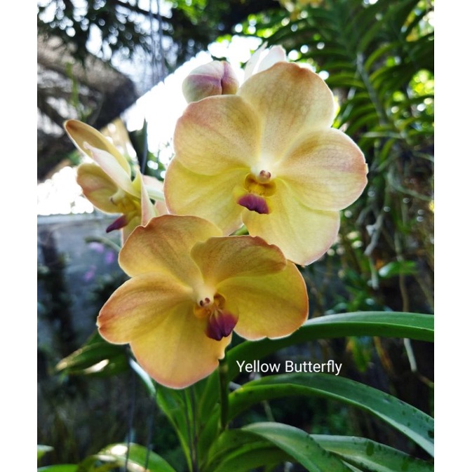 Anggrek Vanda Spike/Mekar