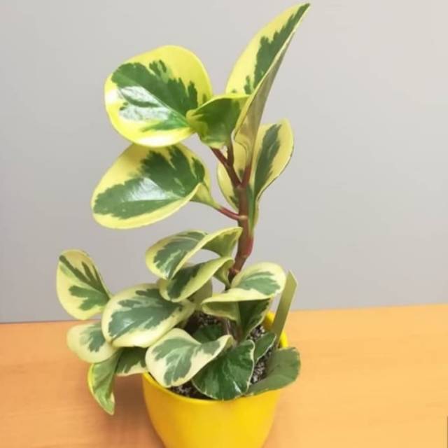 Tanaman hias peperomia obtusifolia varigata - peperomia varigata