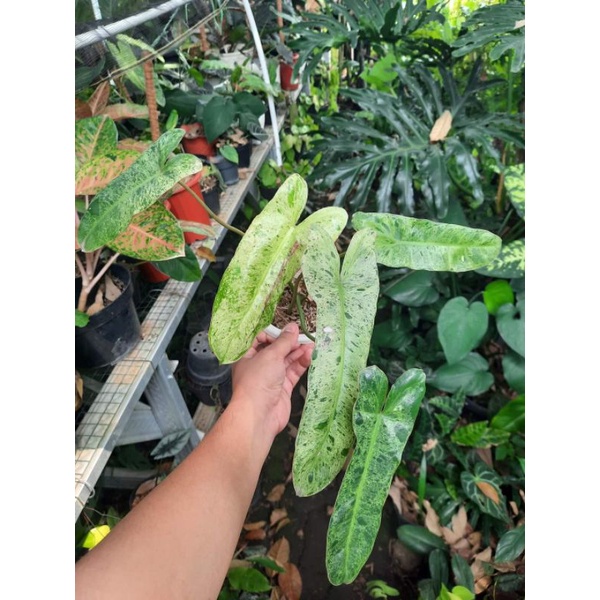 Philodendron Paraiso Verde - Paraiso Verde - philodendron paraiso verde varigata