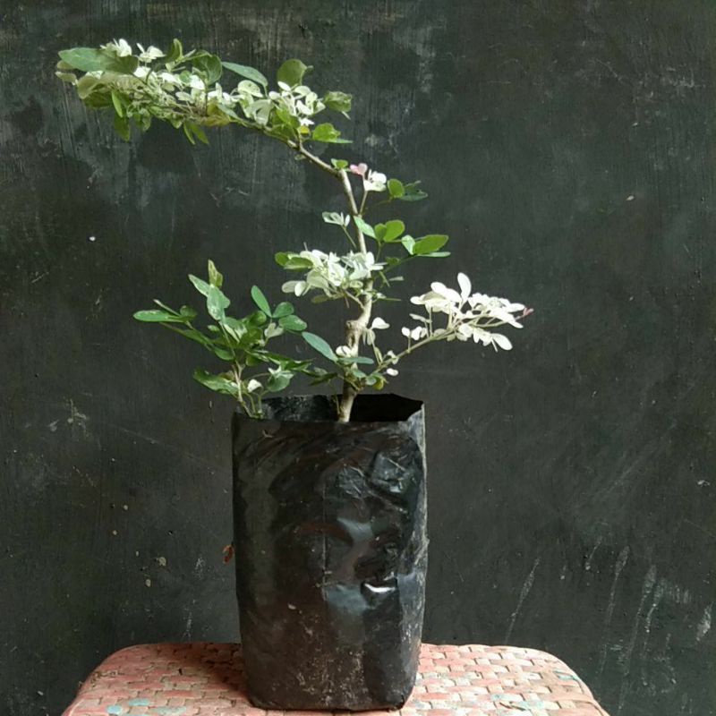 asem londo bibit bonsai