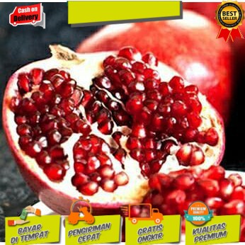 BIBIT DELIMA MERAH BIJI LUNAK TERLARIS