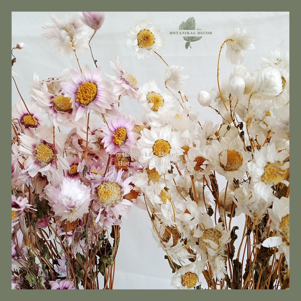 Dried Flower Preserved Daisy Bunga Kering Rodanthe White Pink dekor hand buket bucket hiasan rumah