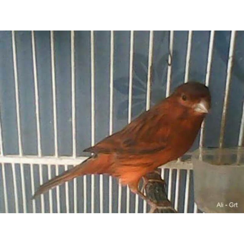 BURUNG KENARI BLACK RED LOKAL (ROMEO) BUNYI GACOR RAJIN