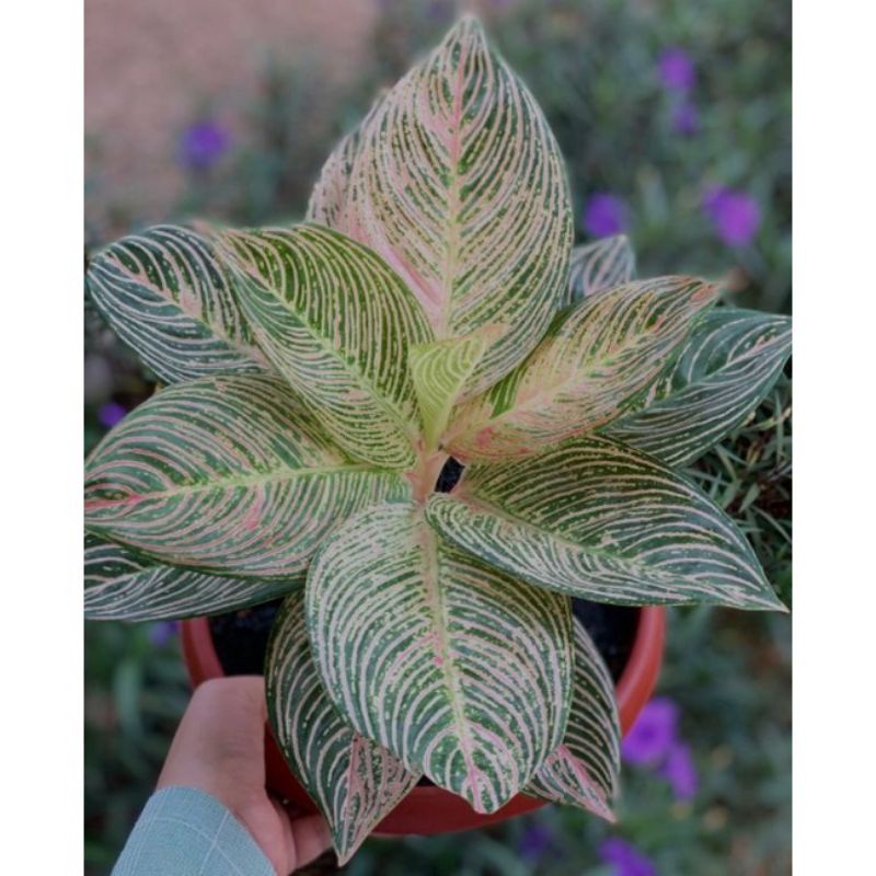 Paket 3 Bonggol aglonema Murah Meriah