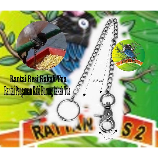 Rantai Kaki Burung Kaka tua
