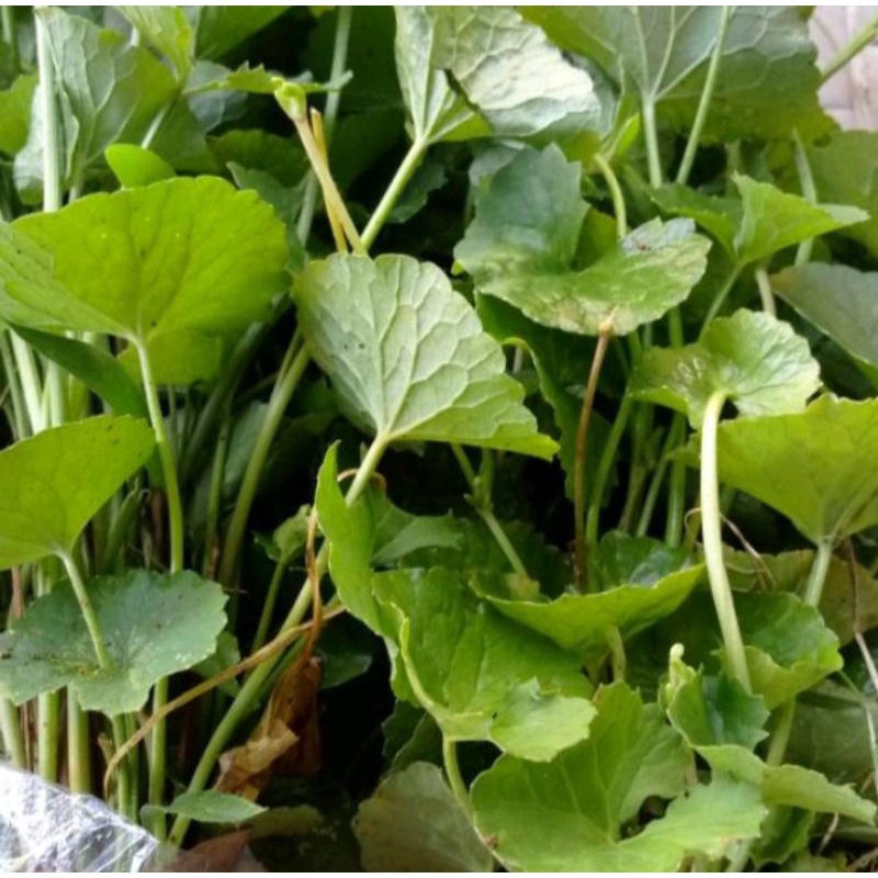 

Daun pegagan fresh 500grm