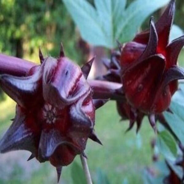 

Rosella Ungu 500 gram kering