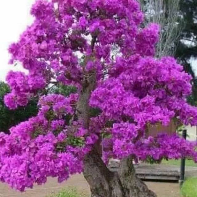 Bonsai bungur ungu sakura bonggol besar/bonsai sakura lokal berkarakter/bahan bonsai bungur sakura