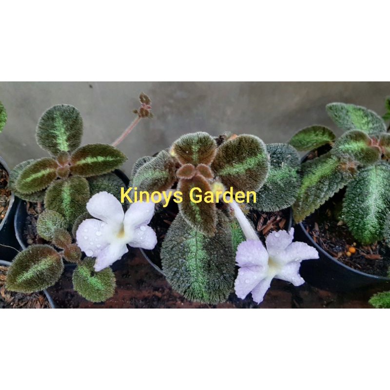 Episcia Blue Nike