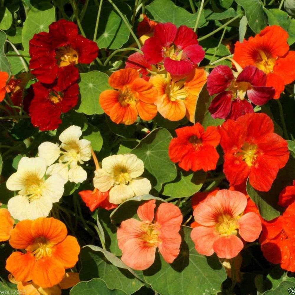 PlantaSeed - 5 Seeds - Nasturtium Jewel Mix Biji Bunga - PAS0243