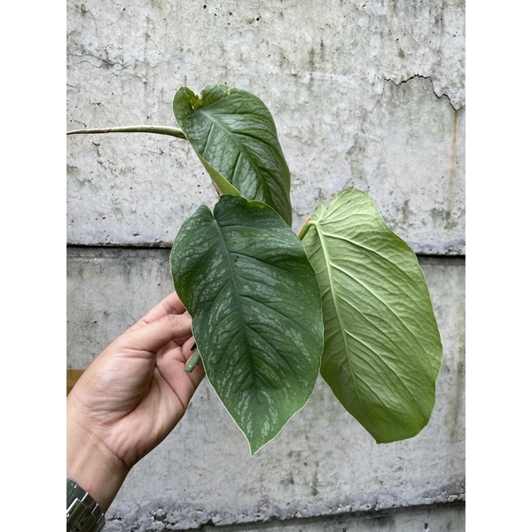 Monstera Dubia mature pucukan (foto asli) kode 03