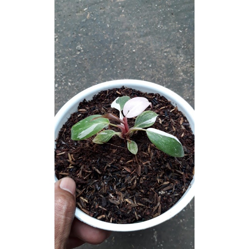 philodendron Anderson