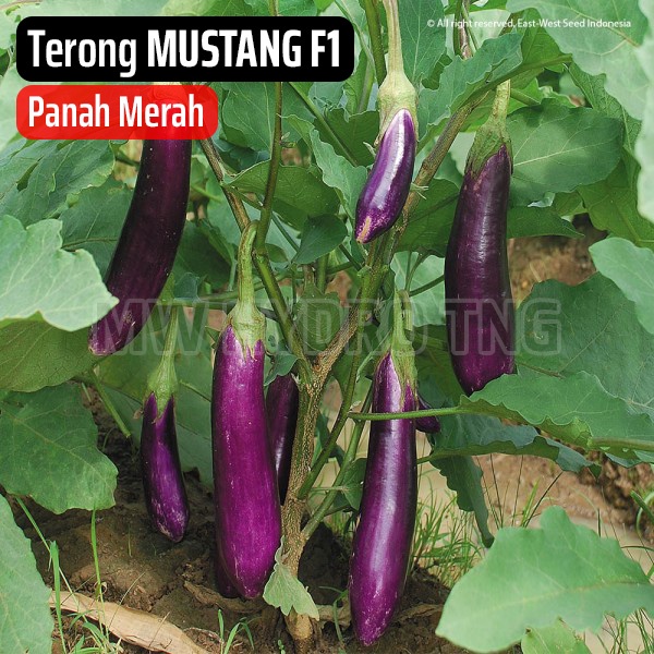 Benih Panah Merah, Terong MUSTANG F1 - East West Seed