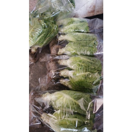 

Baby_Lettuce_Romain