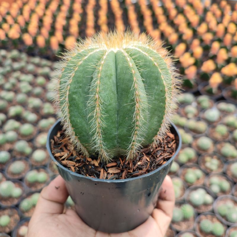 Notocactus Single | D 10cm