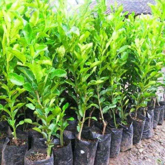 BIBIT BUAH JERUK PURUT/Bibit jeruk purut (BIBIT TERBAIK)