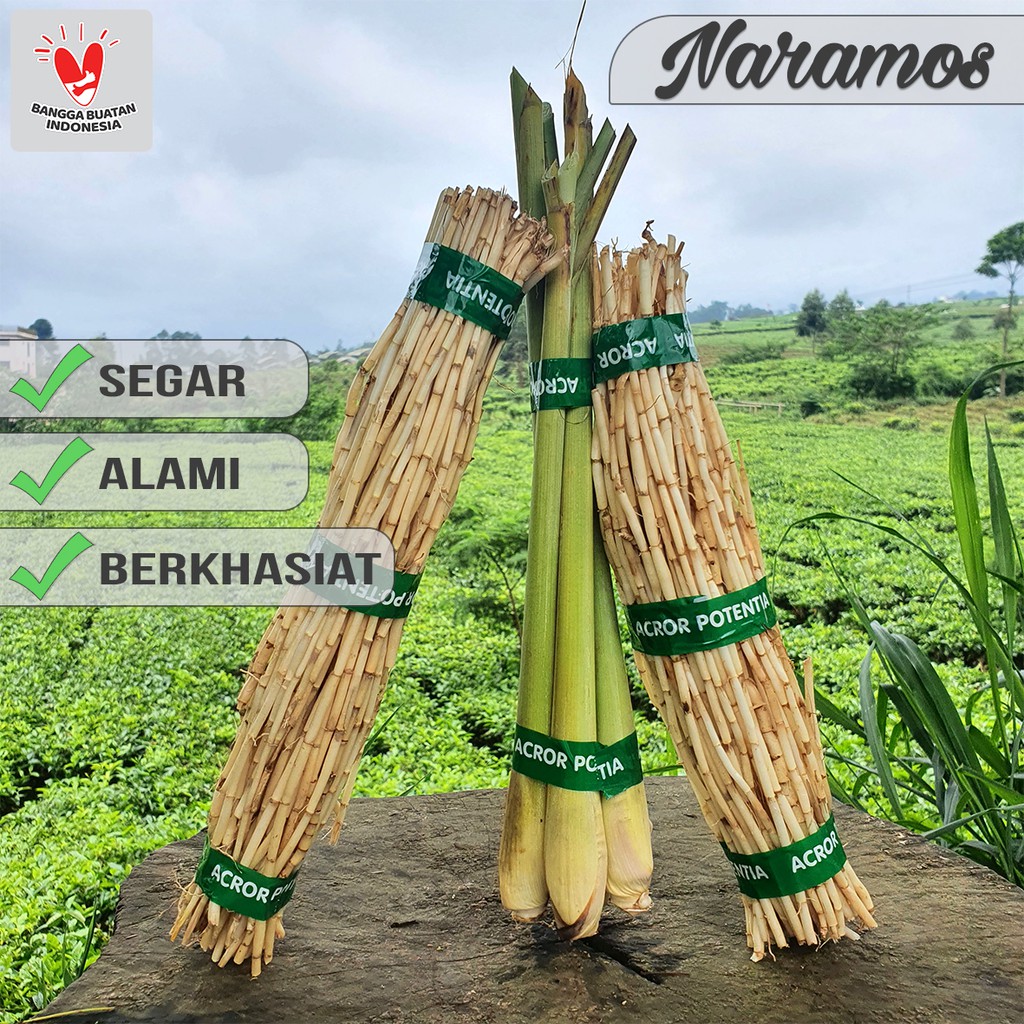 

Akar Alang Alang Segar & Serai