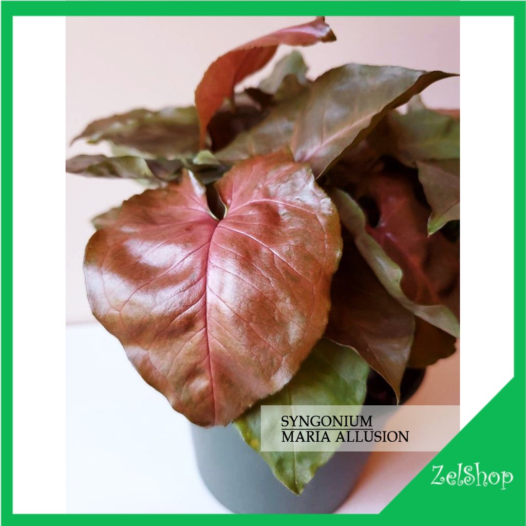 Syngonium Maria Alussion Star Red LIMITED