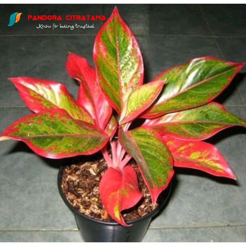 Aglonema lipstik merah