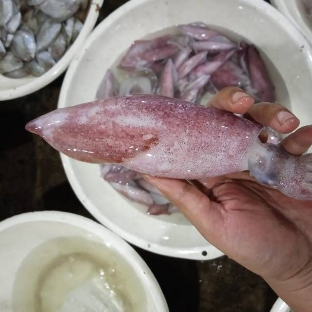 

cumi segar 1kg