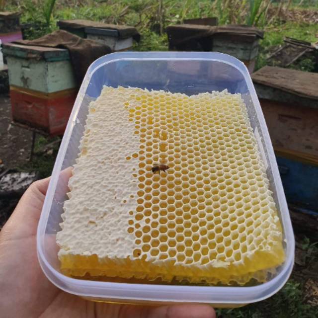 

Madu sarang 500gr