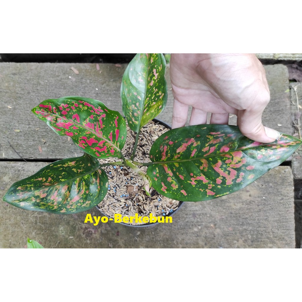 Aglonema Ruby Chiangmay - Aglaonema Ruby Chiang Mai - Aglonema Rubi ciangmai - aglaonema ciangmay