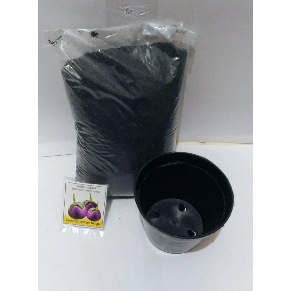 Tanaman Indoor Bonsai Lohansung Bibit Hidup Bukan Biji - Murah b3rkh