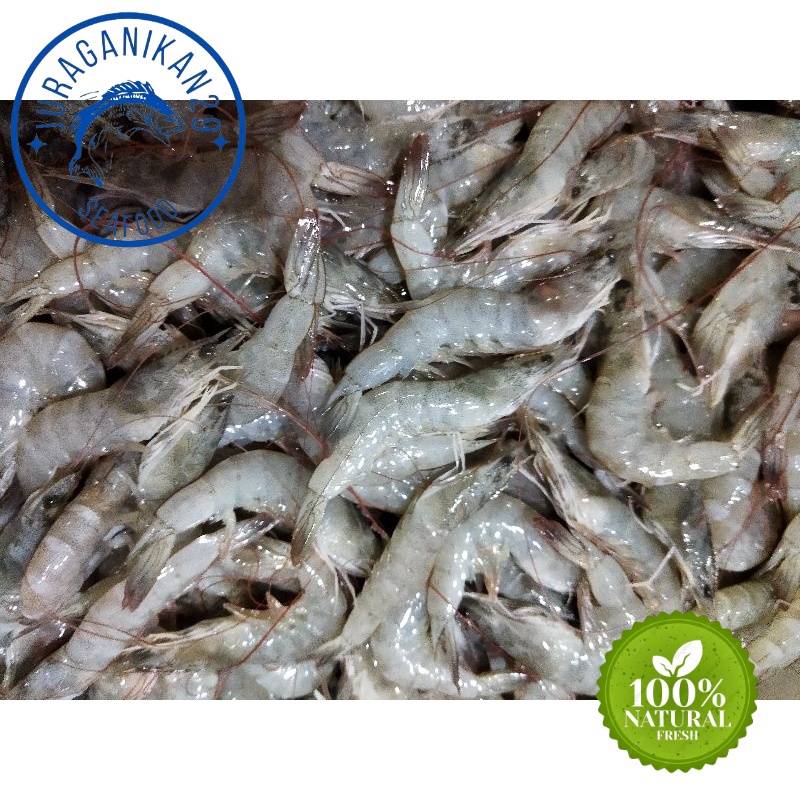 

Udang Vaname Segar Size 150-160 1~Kilogram