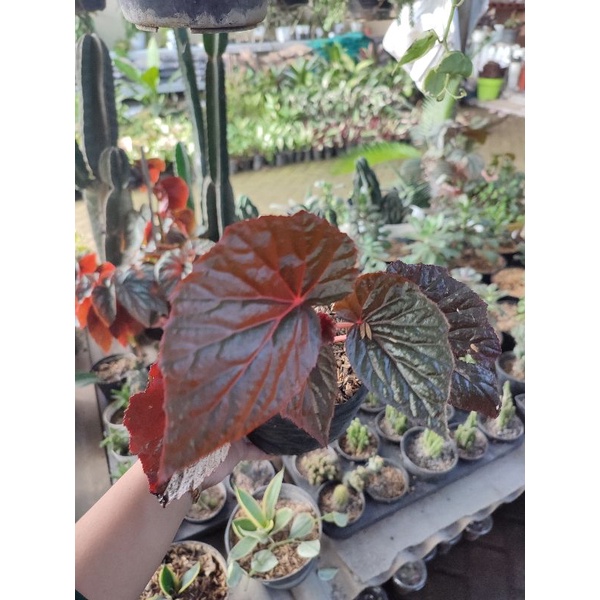 TANAMAN HIAS BUNGA BEGONIA MERAH PINK TANAMAN BEGONIA RED KLASIK TANAMAN MURAH DAN SEGAR