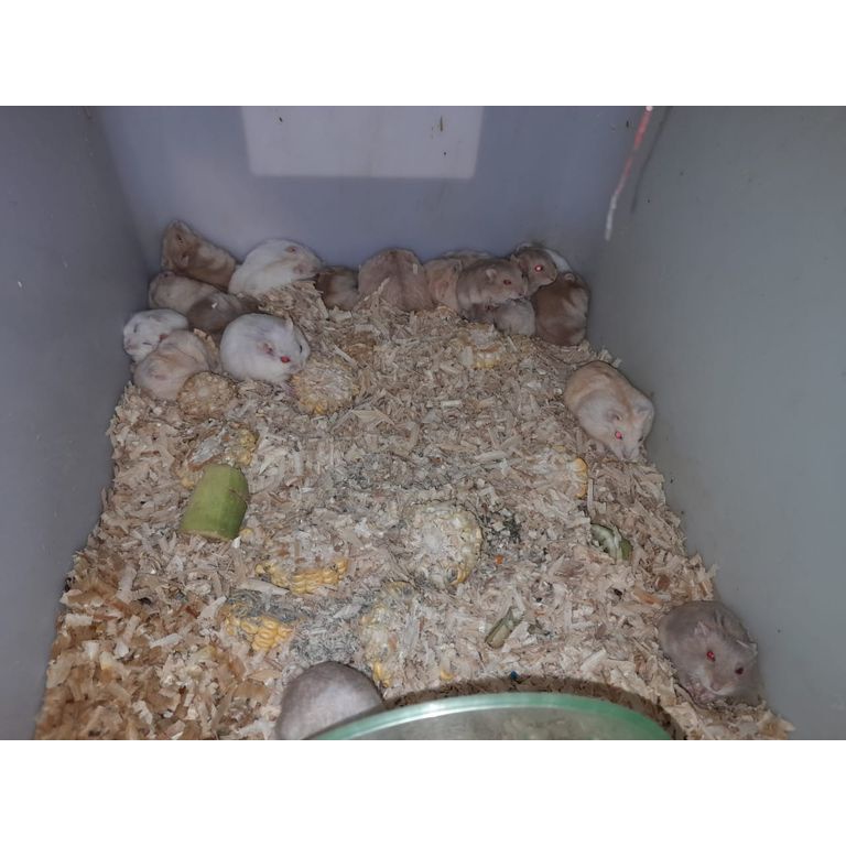 HAMSTER WINTER WHITE GOLD PEARL TIGER SAPHIRE BLUE ARGENTE