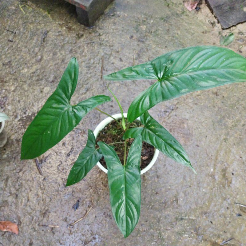 Homalomena corong sp kalimantan