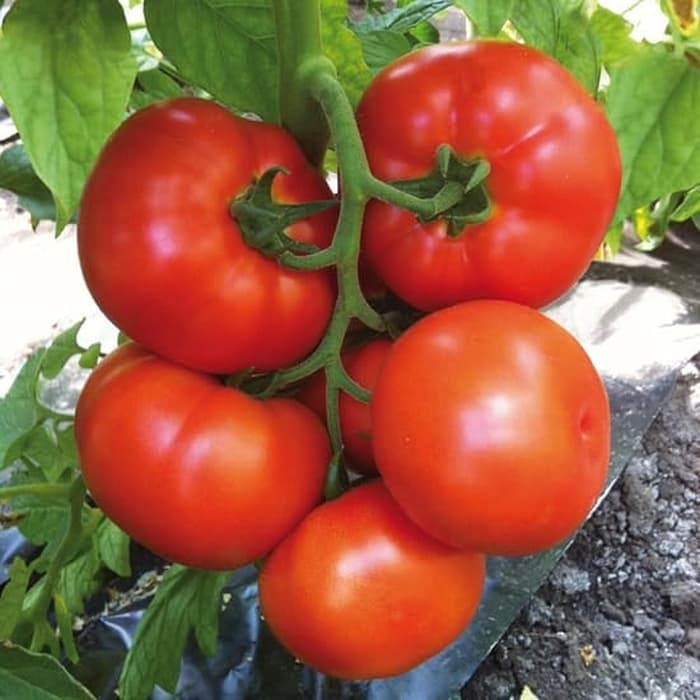

Termurah Benih-Bibit Tomat Red Beefsteak (Haira Seed) Terlaris