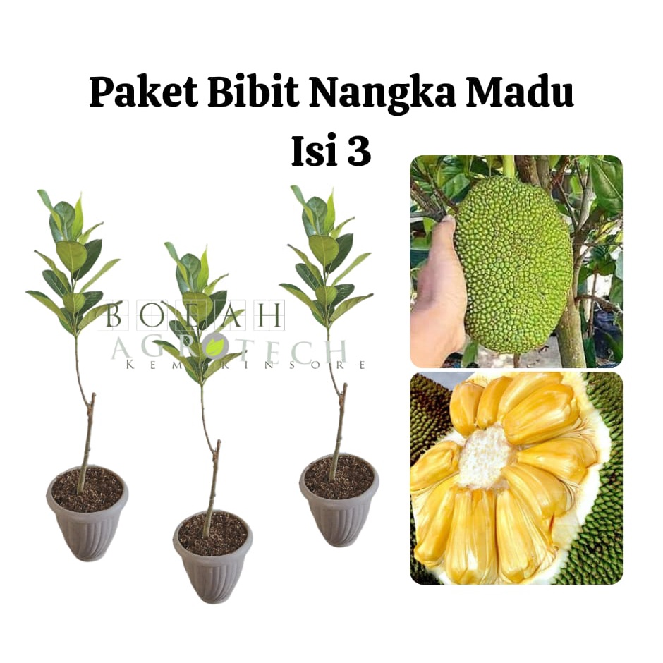 Paket Hemat Bibit Nangka Madu Okulasi Isi 3 Bonus Bibit Strawberry+Polibag