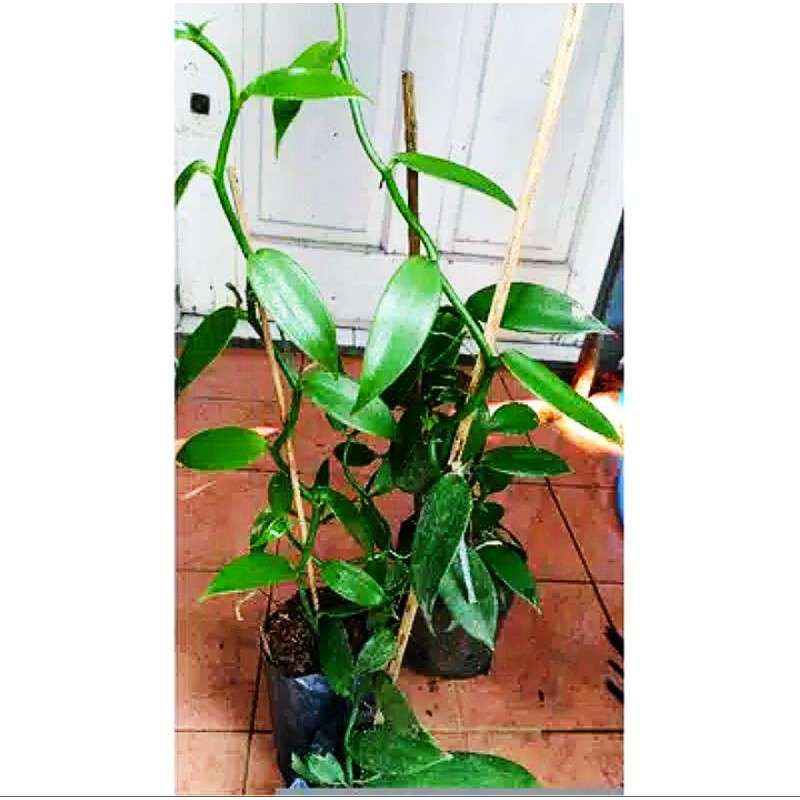

pohon vaneli