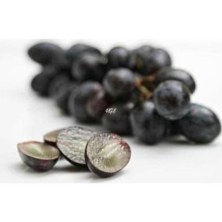 ASLI BIBIT TANAMAN BUAH ANGGUR BLACK JUMBO TANPA BIJI ORI MERAH