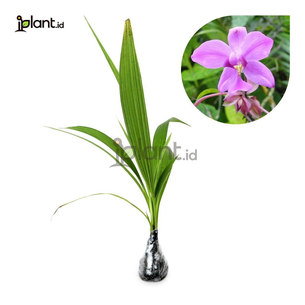 Anggrek Tanah Ungu