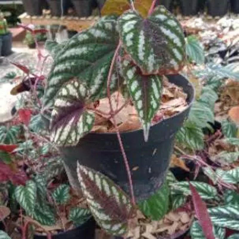 SIRIH KERATON-TANAMAN HERBAL SIRIH KERATON