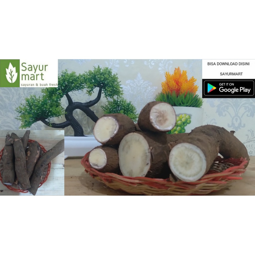 

SINGKONG ATAU KETELA POHON 1 KG UMBI UMBIAN