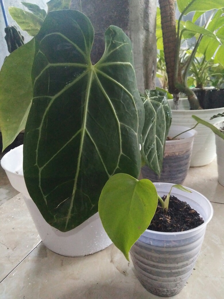 Anthurium Kuping Gajah Batang Kotak Daun Min-3 Besar