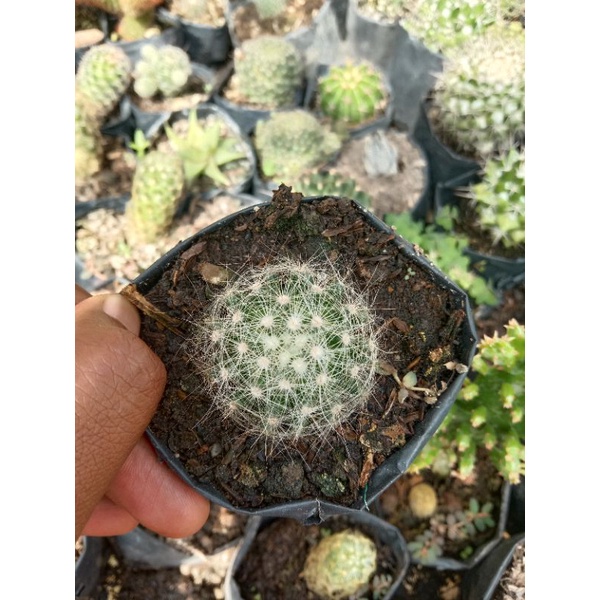 kaktus import/kaktus murah/kaktus pasaman/kaktus ownroot