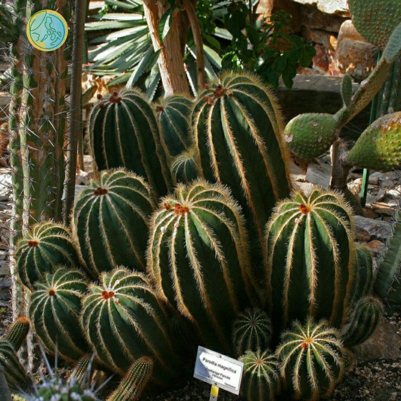 Jual Kaktus Noto Noto Cactus Notocactus Magnificus Parodia Magnifica Eriocactus