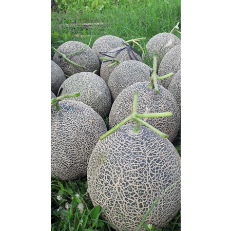 Melon Orange F1 Action Orange Tahan Virus isi 550 benih