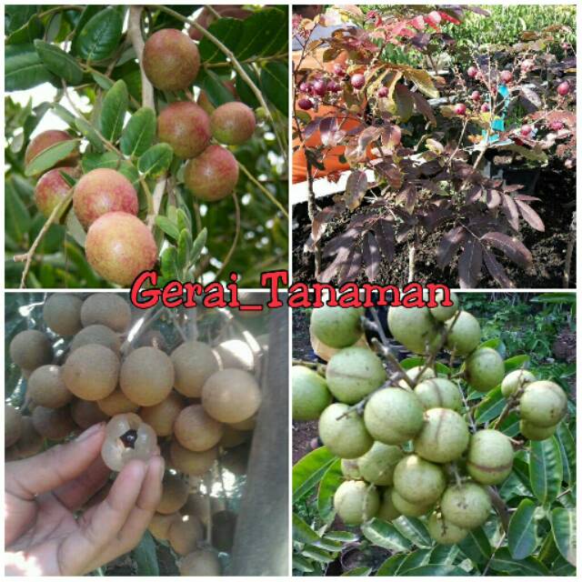 Paket 4 Batang Bibit Kelengkeng Beda Jenis