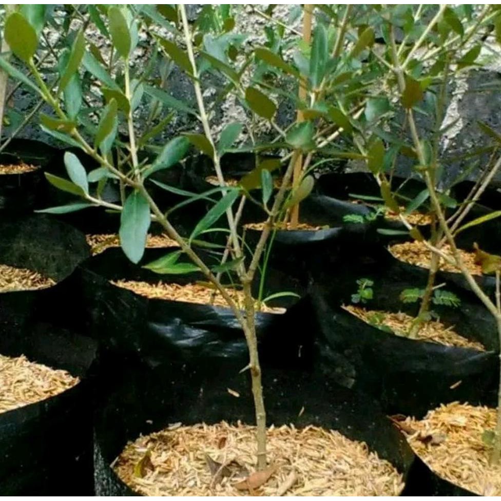 Jual Bibit Tanaman Zaitun Spanyol Pohon Zaitun Buah Zaitun Promoo Indonesia Shopee Indonesia