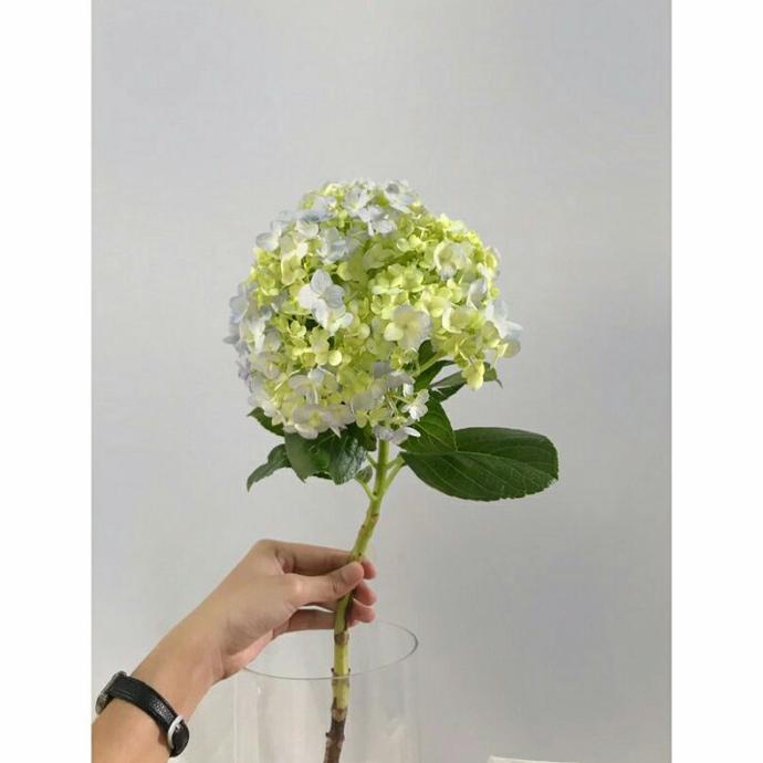BUNGA HORTENSIA HYDRANGEA ASLI FRESH FLOWER