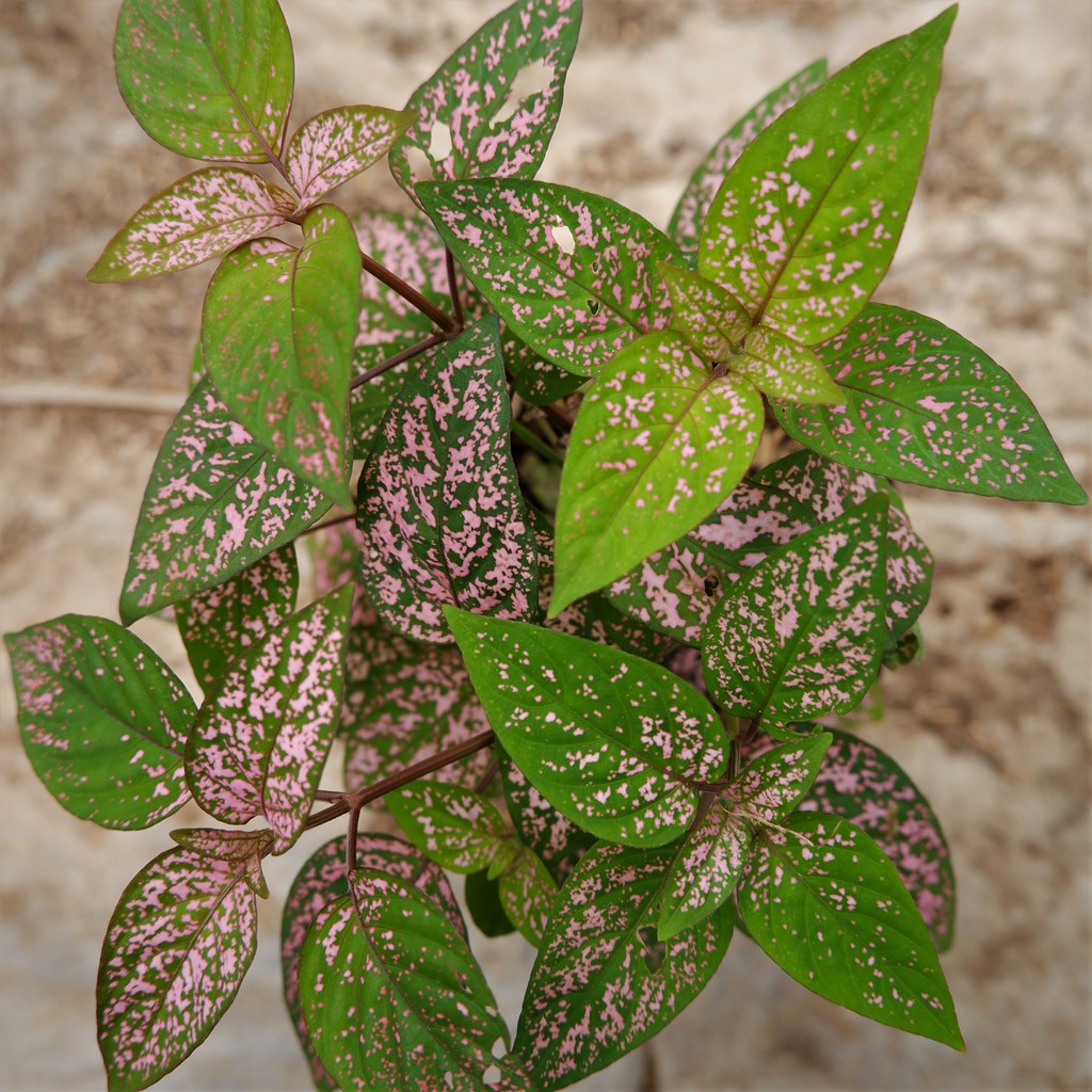 Tanaman Hias Daun Hypoestes Polkadot pink - Tanaman Hipotes