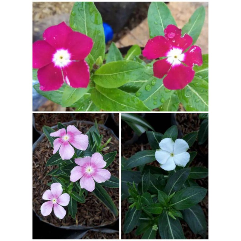 Terlaris Paket 3 Jenis Tanaman hias bunga Binka